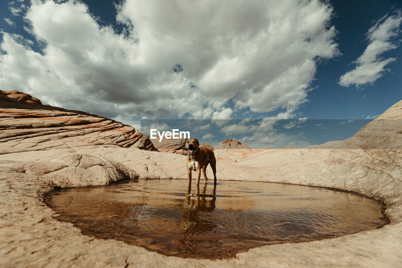 Tired and thirsty dog wades in a pool of water in the desert red rock