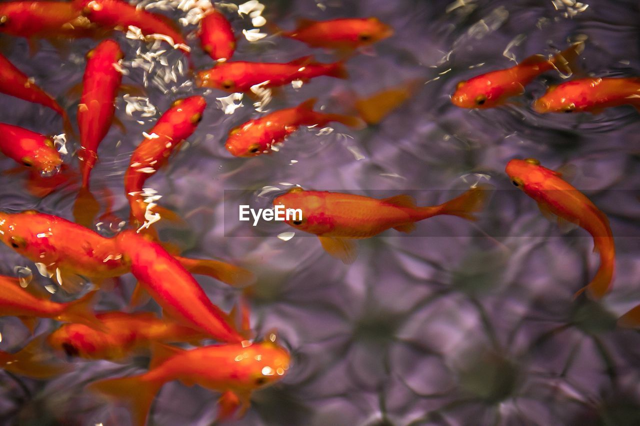 Koi carps swimming in water