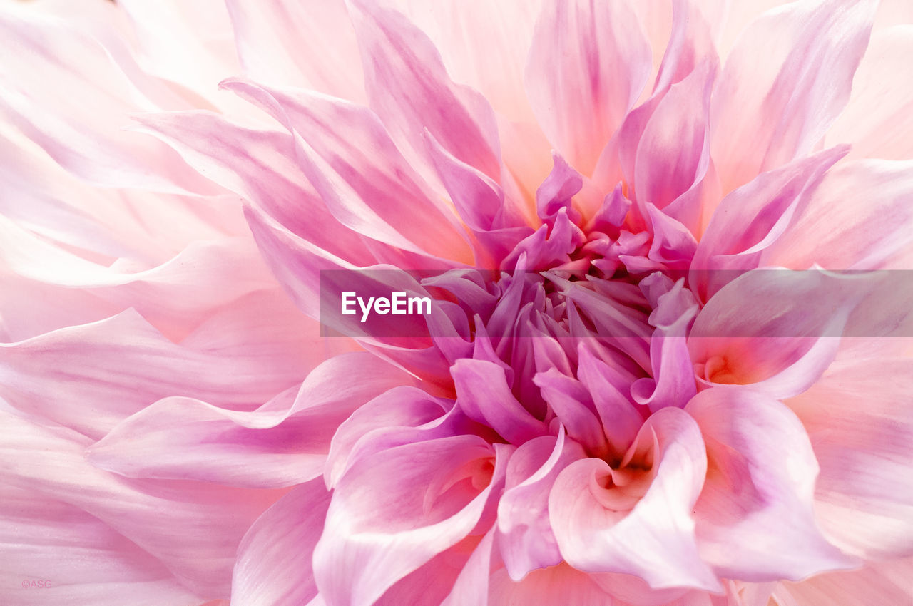 CLOSE-UP OF PINK DAHLIA FLOWER