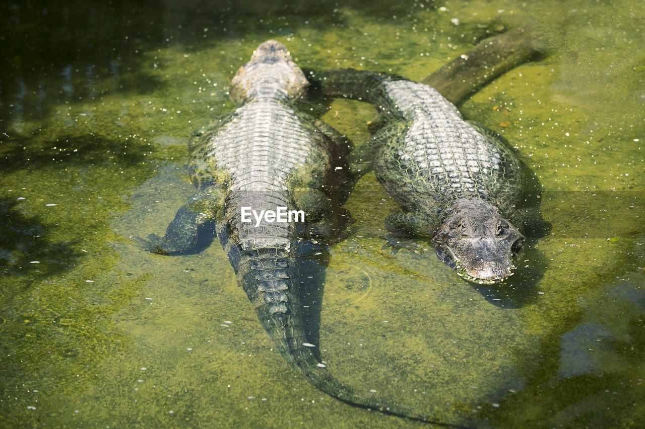 HIGH ANGLE VIEW OF CRAB SWIMMING IN LAKE