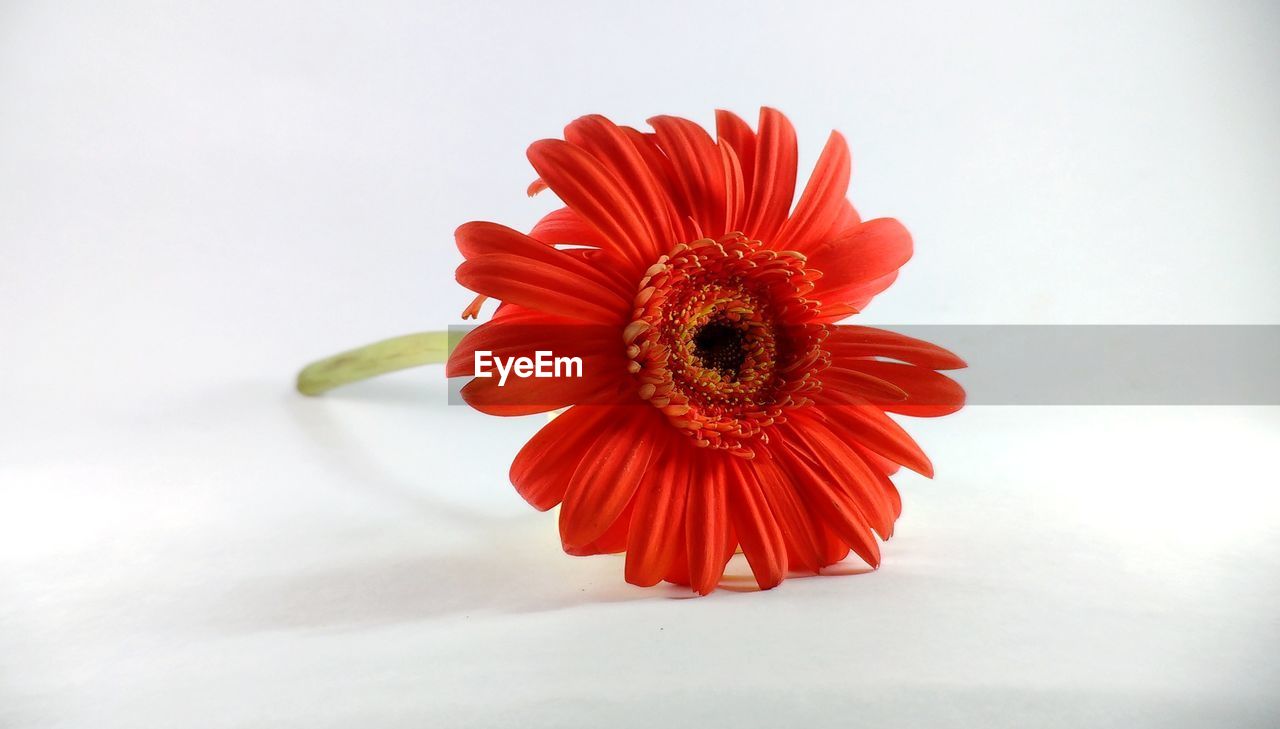 CLOSE-UP OF RED HIBISCUS FLOWER AGAINST WHITE BACKGROUND