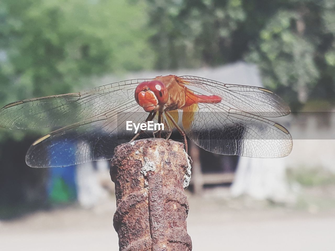 CLOSE-UP OF DRAGONFLY ON PLANT AGAINST BLURRED BACKGROUND