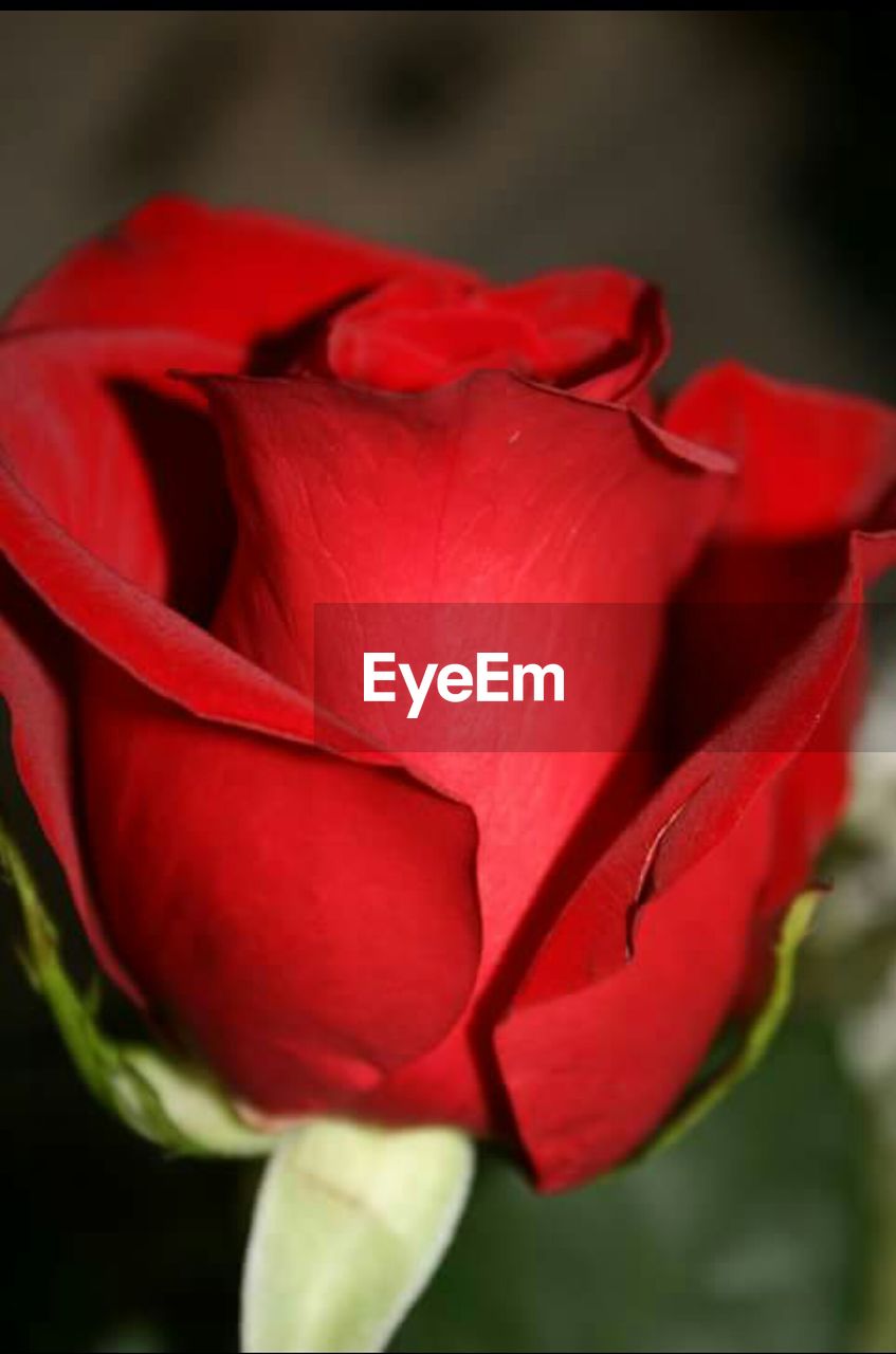 Close-up of red flower