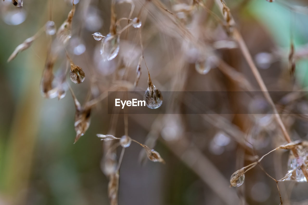 close-up of water drops on plant