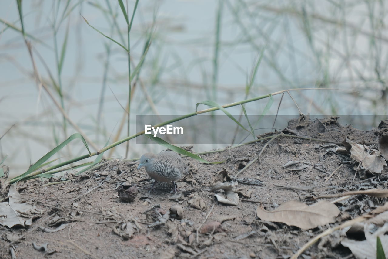 CLOSE-UP OF BIRD ON LAND