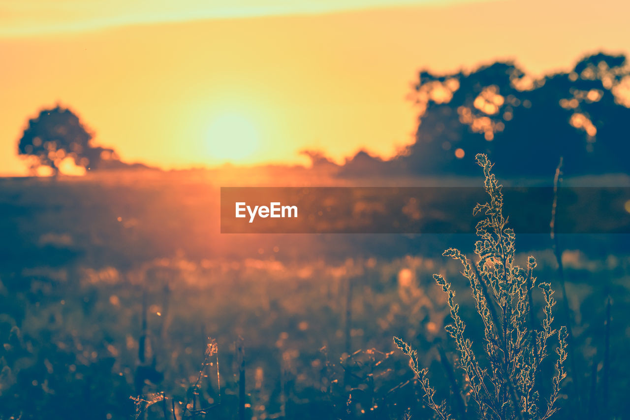 sunset, sky, nature, plant, beauty in nature, sunlight, horizon, environment, landscape, sun, cloud, tranquility, dawn, scenics - nature, no people, land, evening, grass, tranquil scene, outdoors, field, twilight, orange color, idyllic, reflection, rural scene, focus on foreground, meadow, summer, plain, backgrounds, dramatic sky, freshness, non-urban scene, back lit, growth, flower