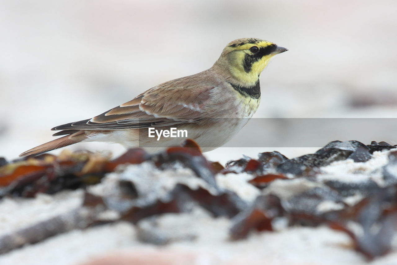 CLOSE-UP OF BIRD EATING