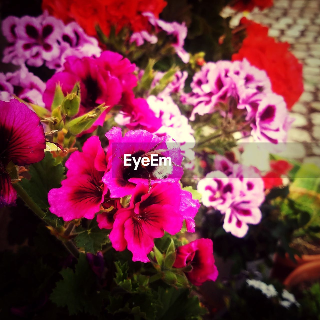 CLOSE-UP OF PINK FLOWERING PLANTS