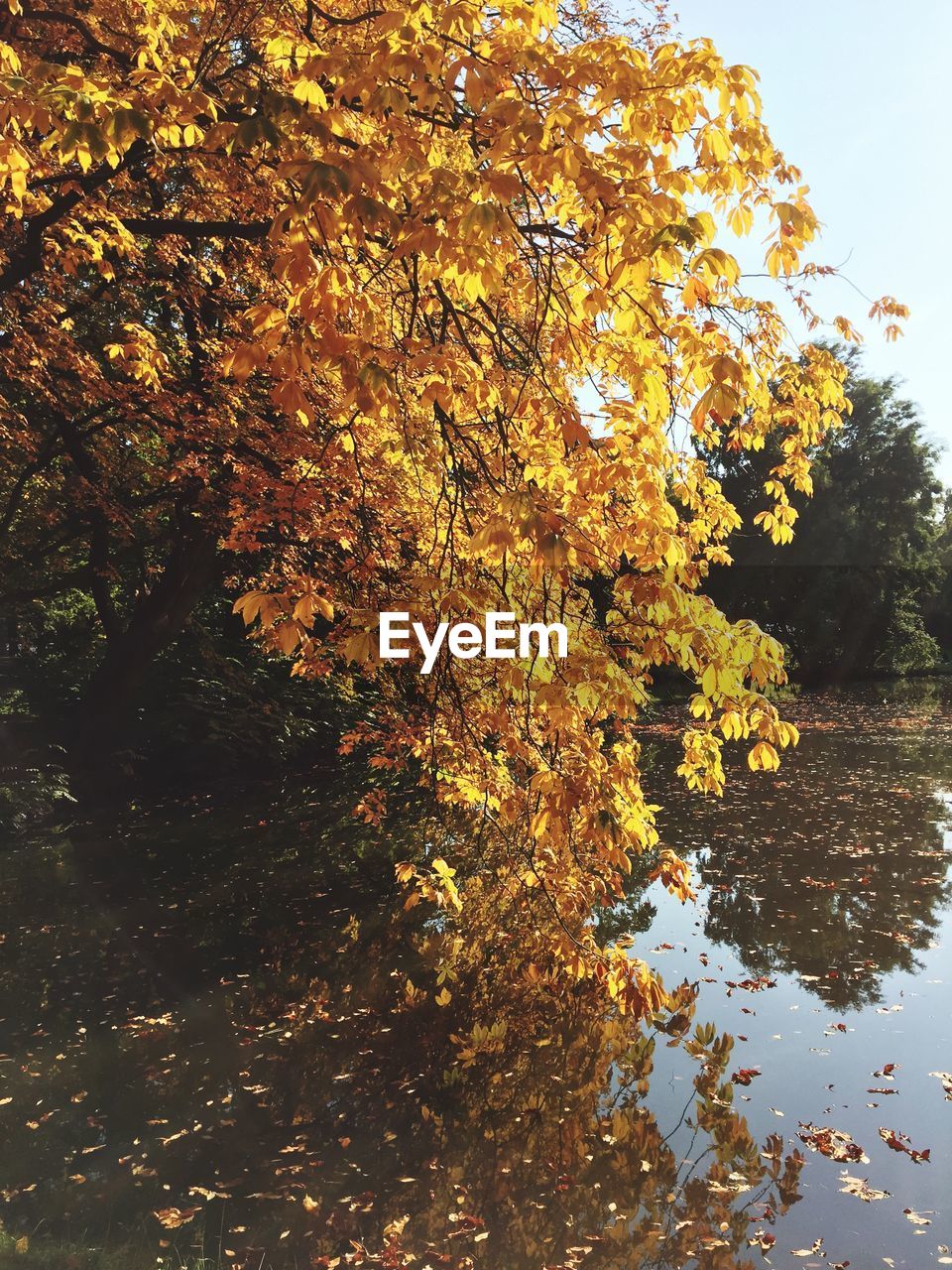 Trees by river during autumn