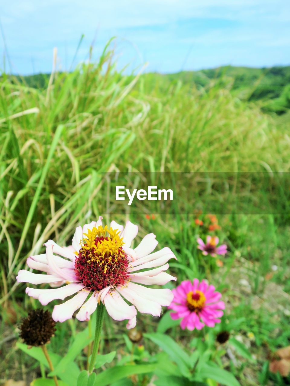 CLOSE-UP OF HONEY BEE ON FLOWER BLOOMING IN FIELD