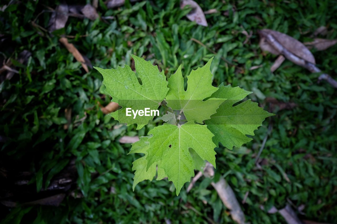 Close-up of green leaves