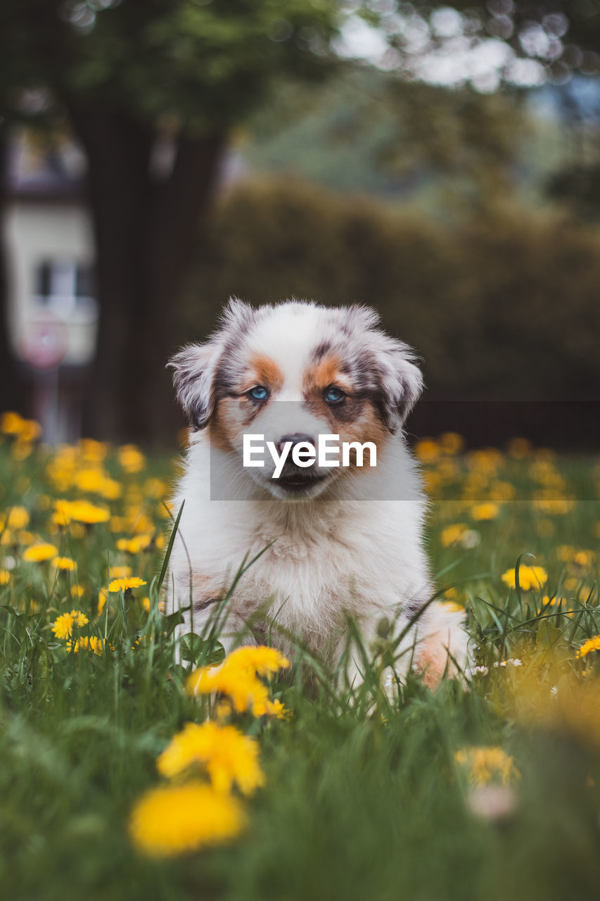 Blue merle sitting in the grass, resting after a run