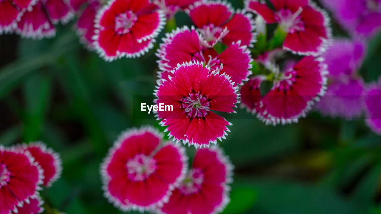 Close-up of red flowering plants