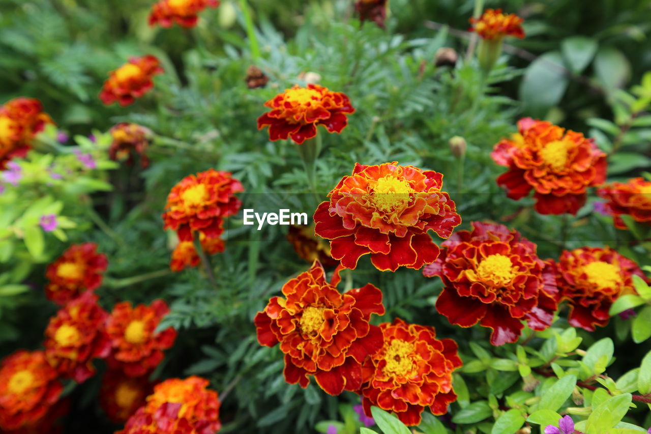 Close-up of orange flowers