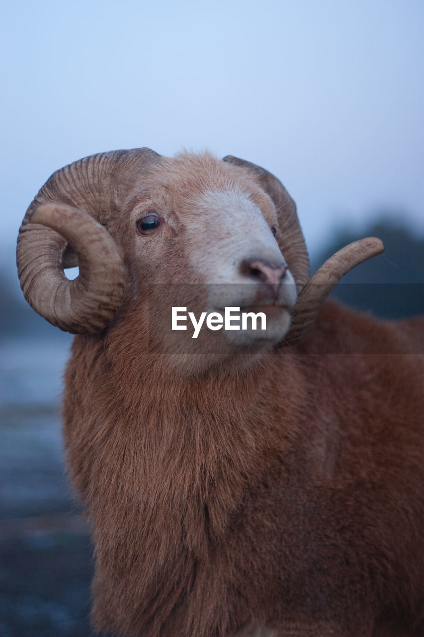 Close-up of sheep against clear sky