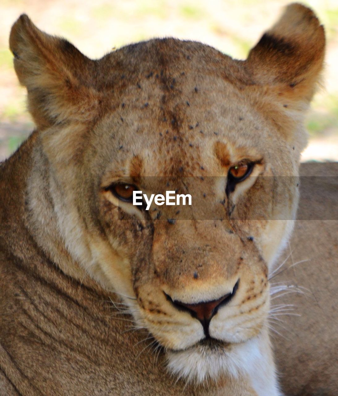 Close-up portrait of lioness relaxing outdoors