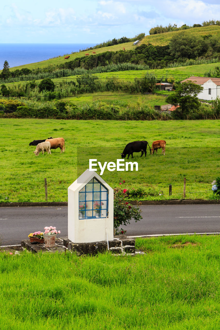 Cows grazing in a field