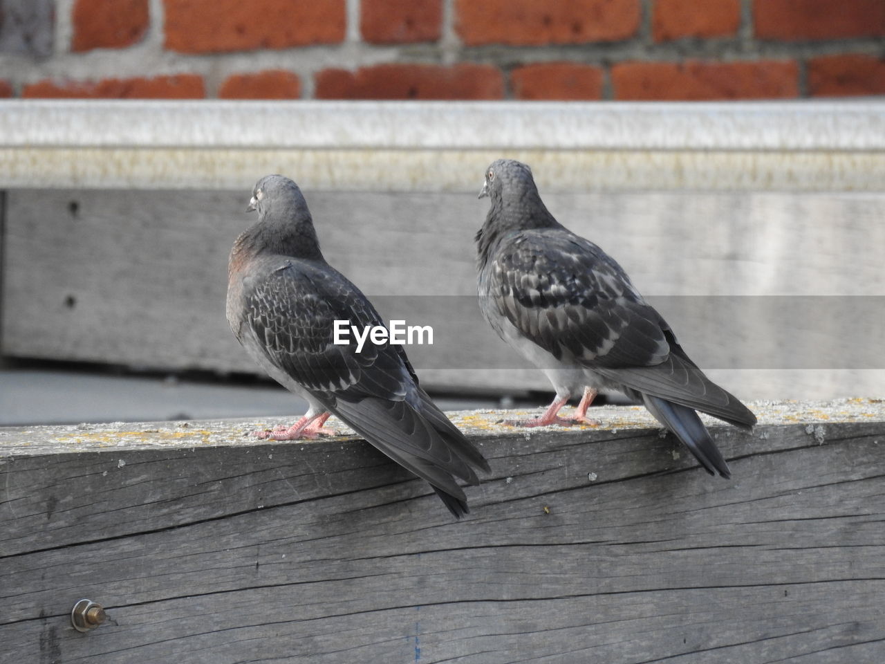 PIGEON PERCHING ON WALL