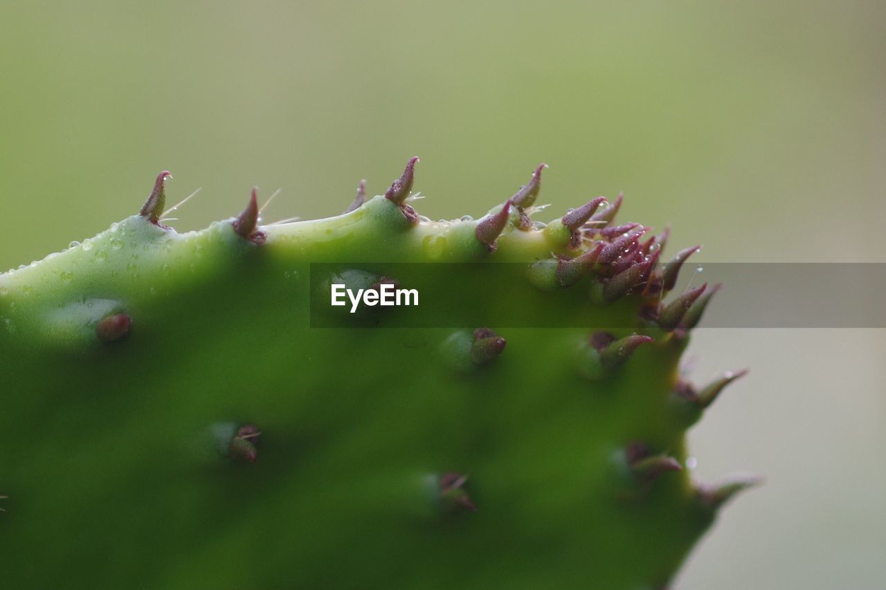 Close-up of prickly pear cactus