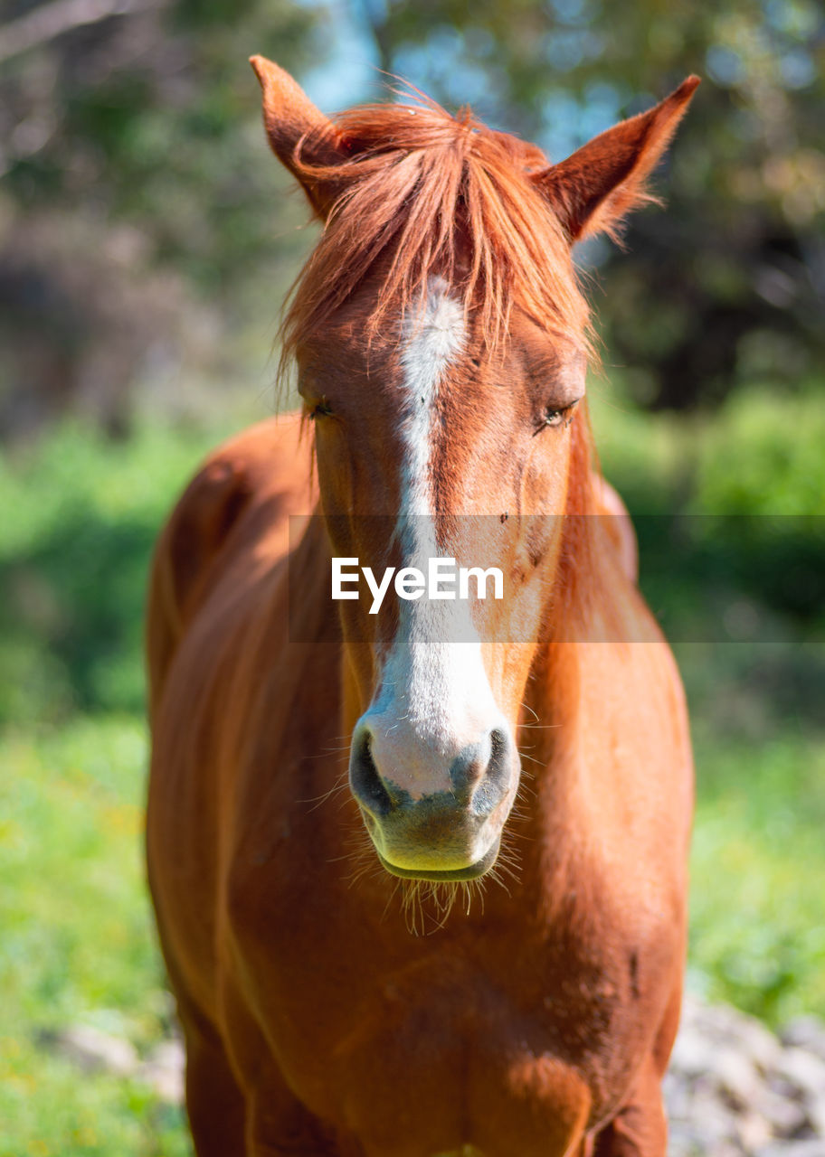 Portrait of horse in ranch