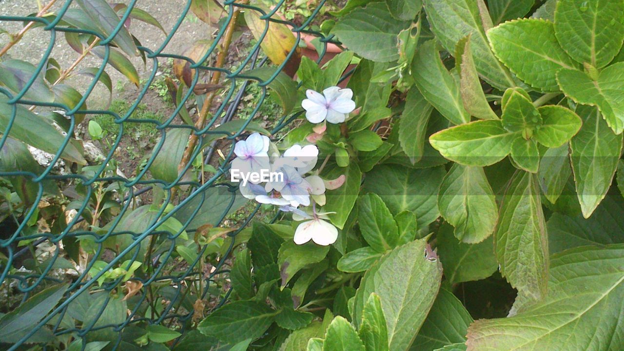 CLOSE-UP OF FRESH WHITE FLOWERING PLANT