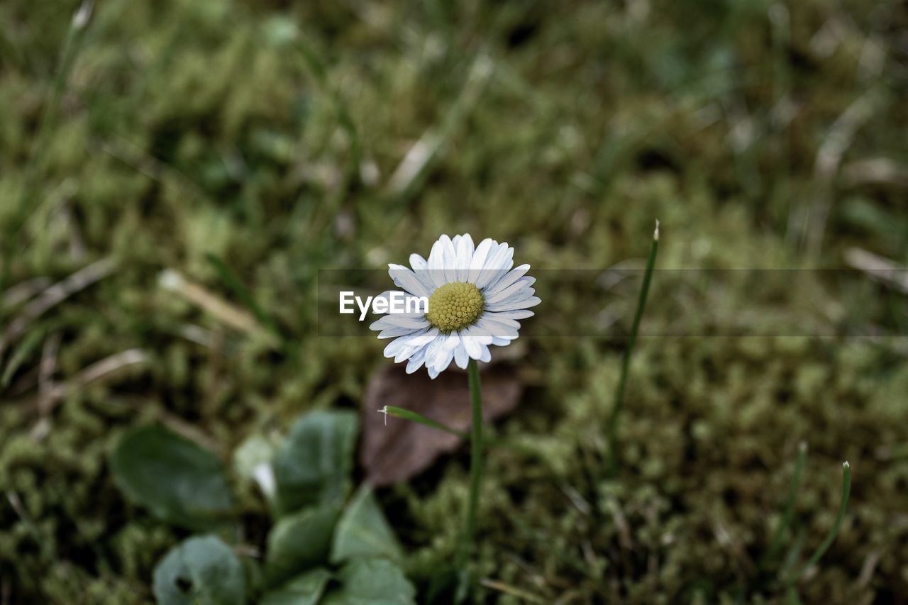 Close-up of white daisy flower on field