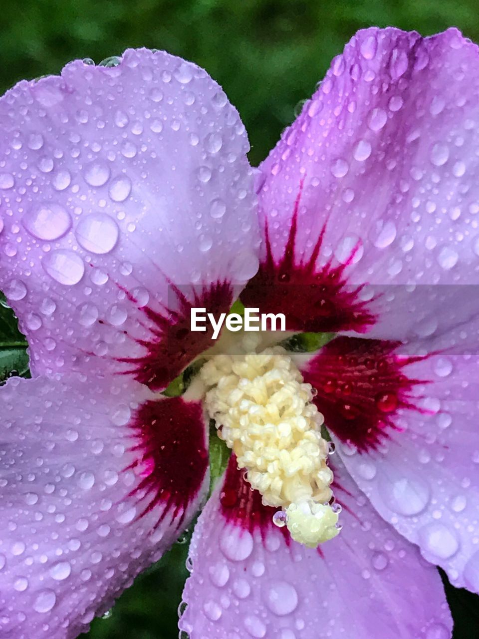 CLOSE-UP OF WET PURPLE DAISY FLOWER