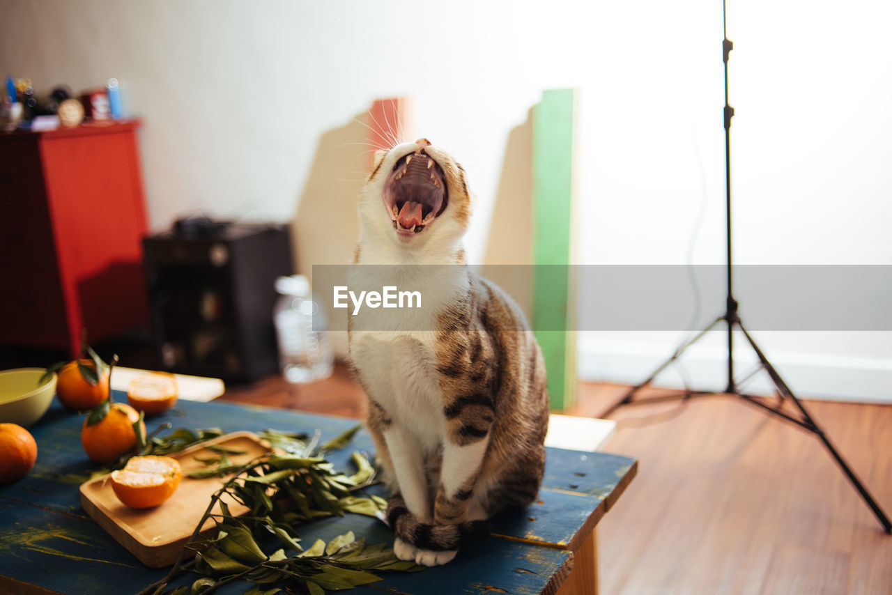 VIEW OF CAT SITTING ON TABLE