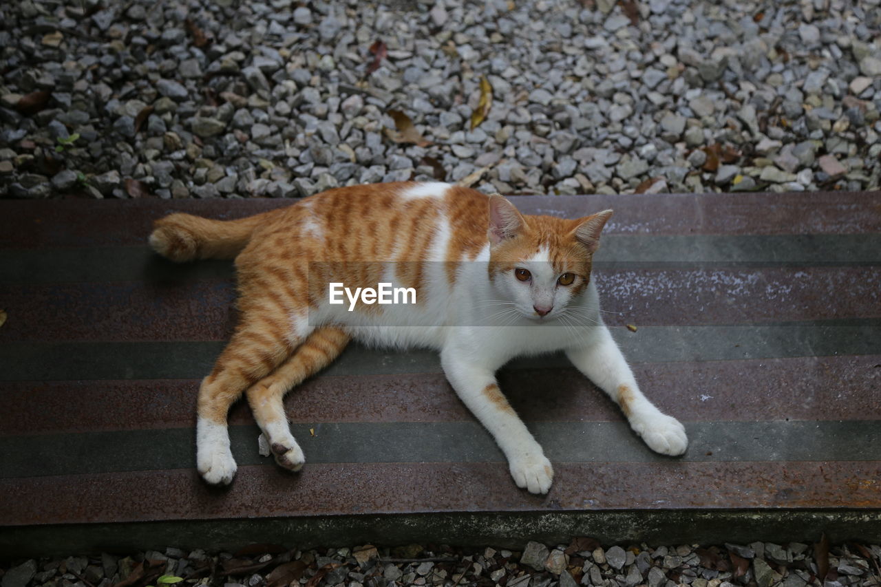 animal, animal themes, mammal, cat, one animal, pet, domestic cat, feline, domestic animals, small to medium-sized cats, felidae, no people, whiskers, kitten, high angle view, day, looking at camera, portrait, carnivore, relaxation, full length