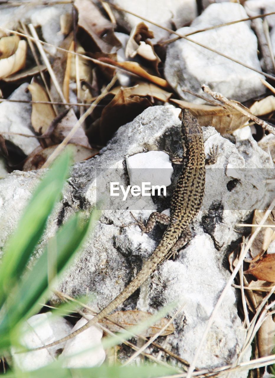 HIGH ANGLE VIEW OF A LIZARD ON A FIELD