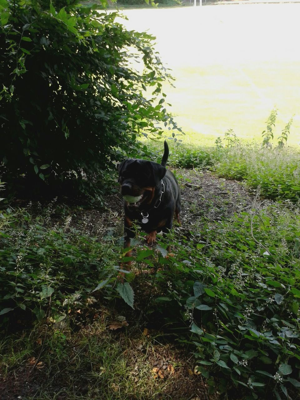 DOG STANDING ON FIELD