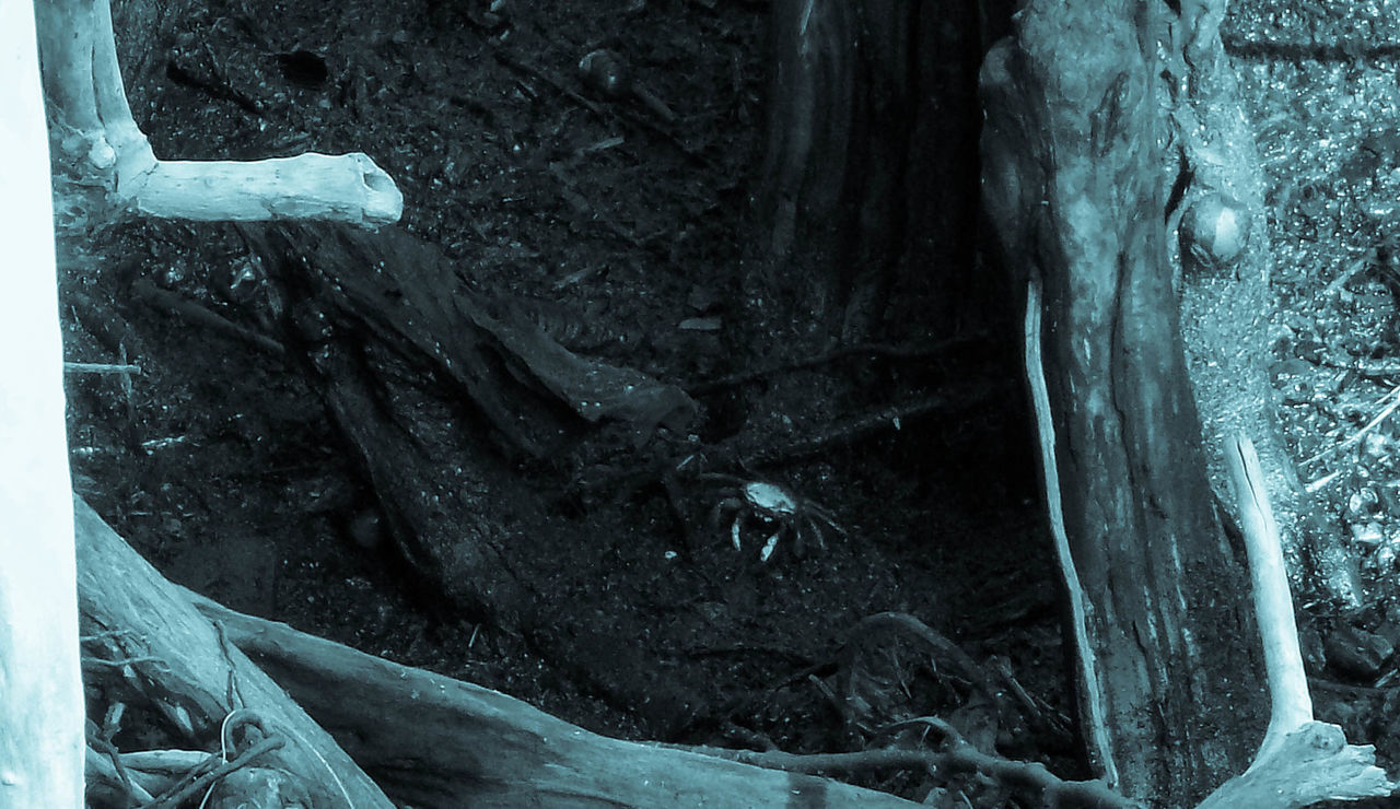 CLOSE-UP OF SNAKE AGAINST WATER