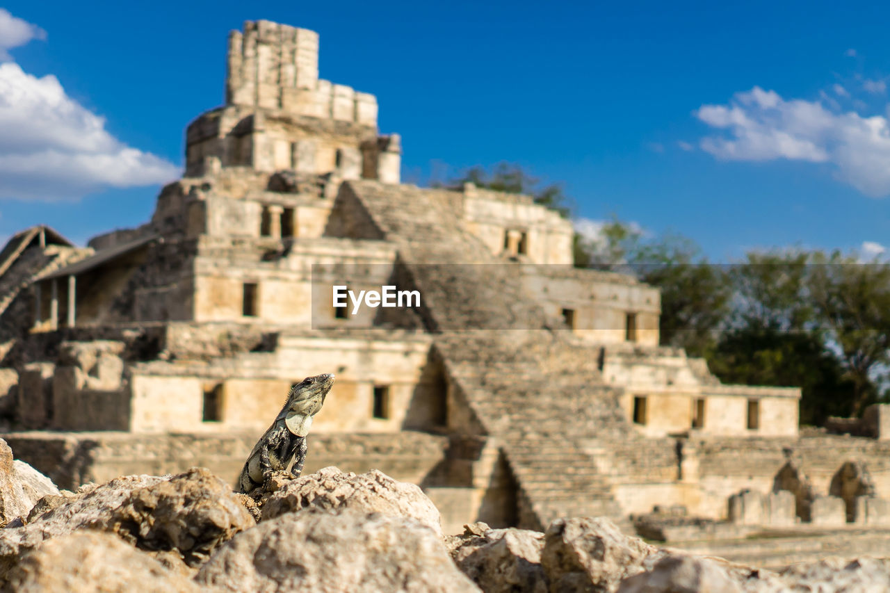 Low angle view of lizard and old building