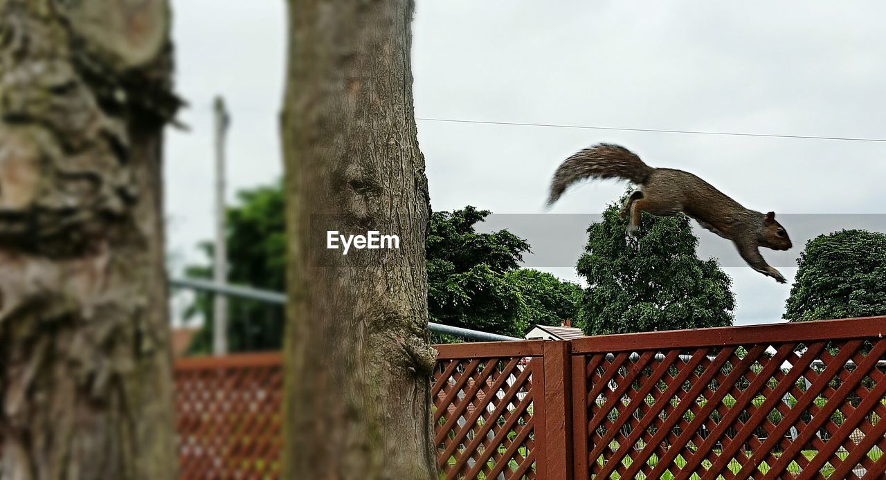 LOW ANGLE VIEW OF BIRD PERCHING ON TREE