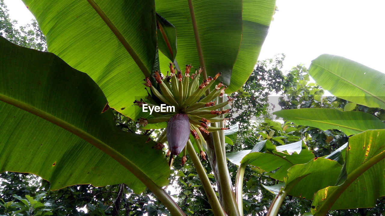 LOW ANGLE VIEW OF TREE