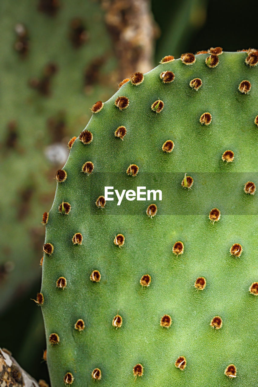 Close-up of prickly pear cactus