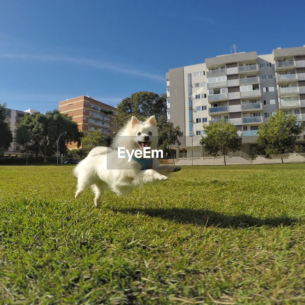 DOG ON GRASS AGAINST CLEAR SKY