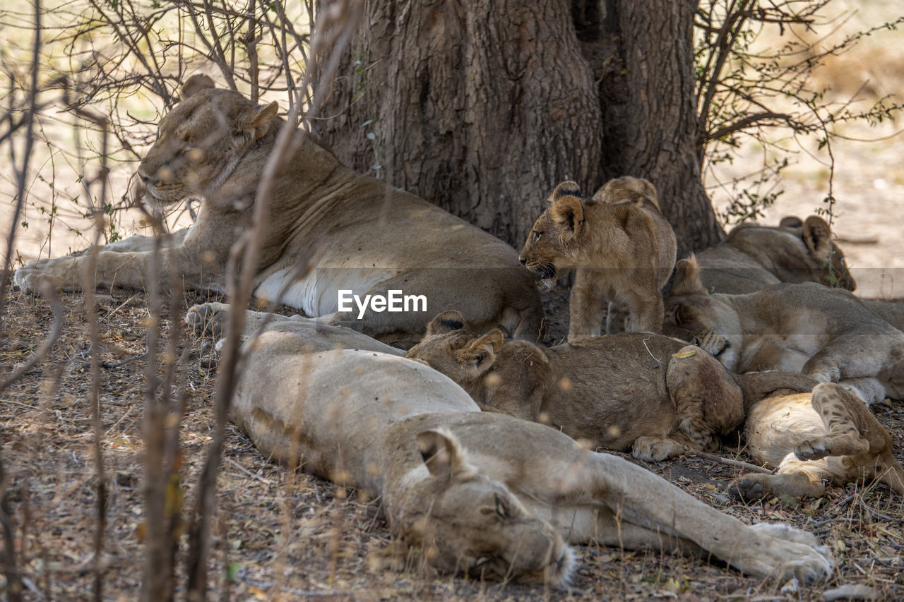 Lion family on field in forest