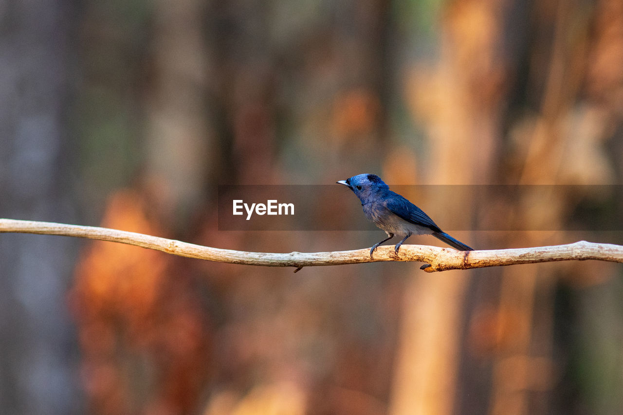 Close-up of bird perching on metal