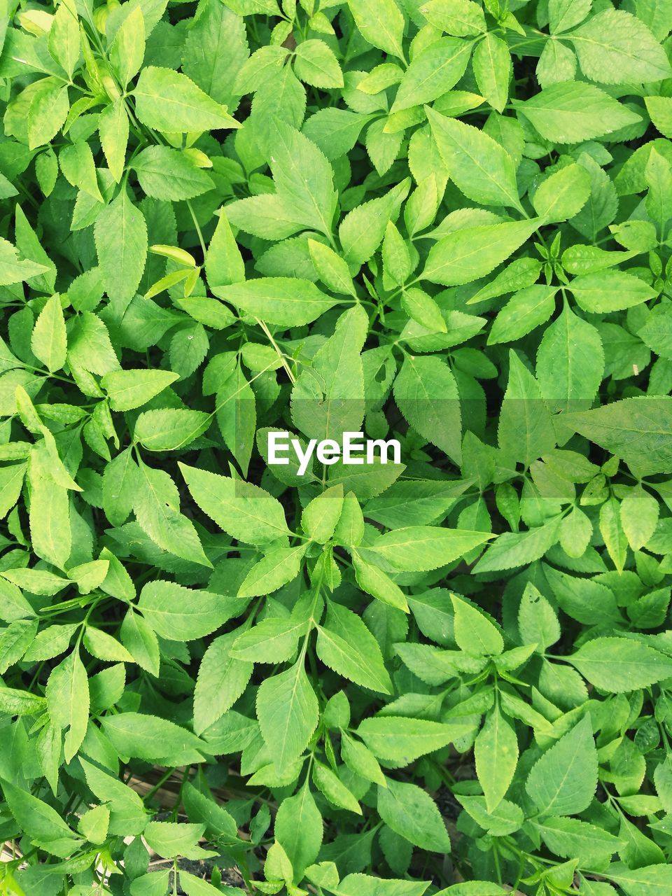 FULL FRAME SHOT OF LEAVES