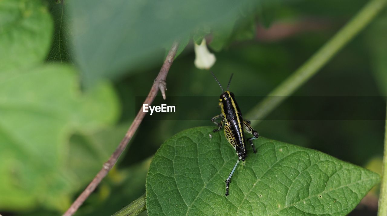 Close-up of insect on leaf