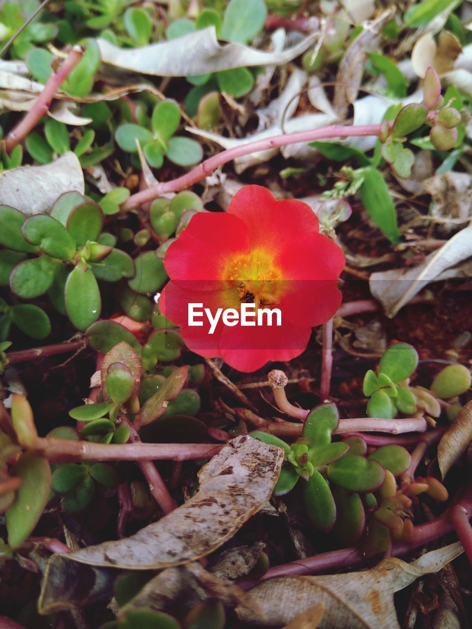 plant, flower, flowering plant, growth, beauty in nature, freshness, nature, plant part, leaf, petal, flower head, inflorescence, fragility, close-up, no people, wildflower, red, outdoors, land, day, botany, food, green, blossom, high angle view