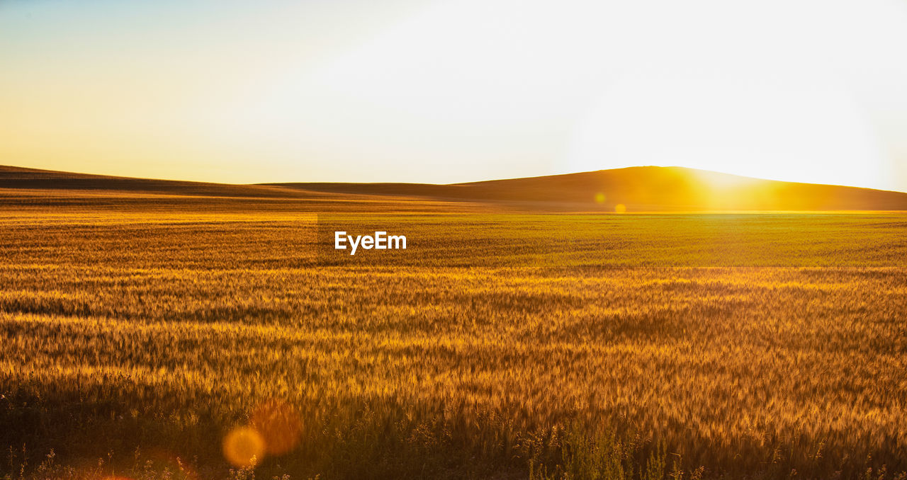 Wheat fields in north dakota with sunflare
