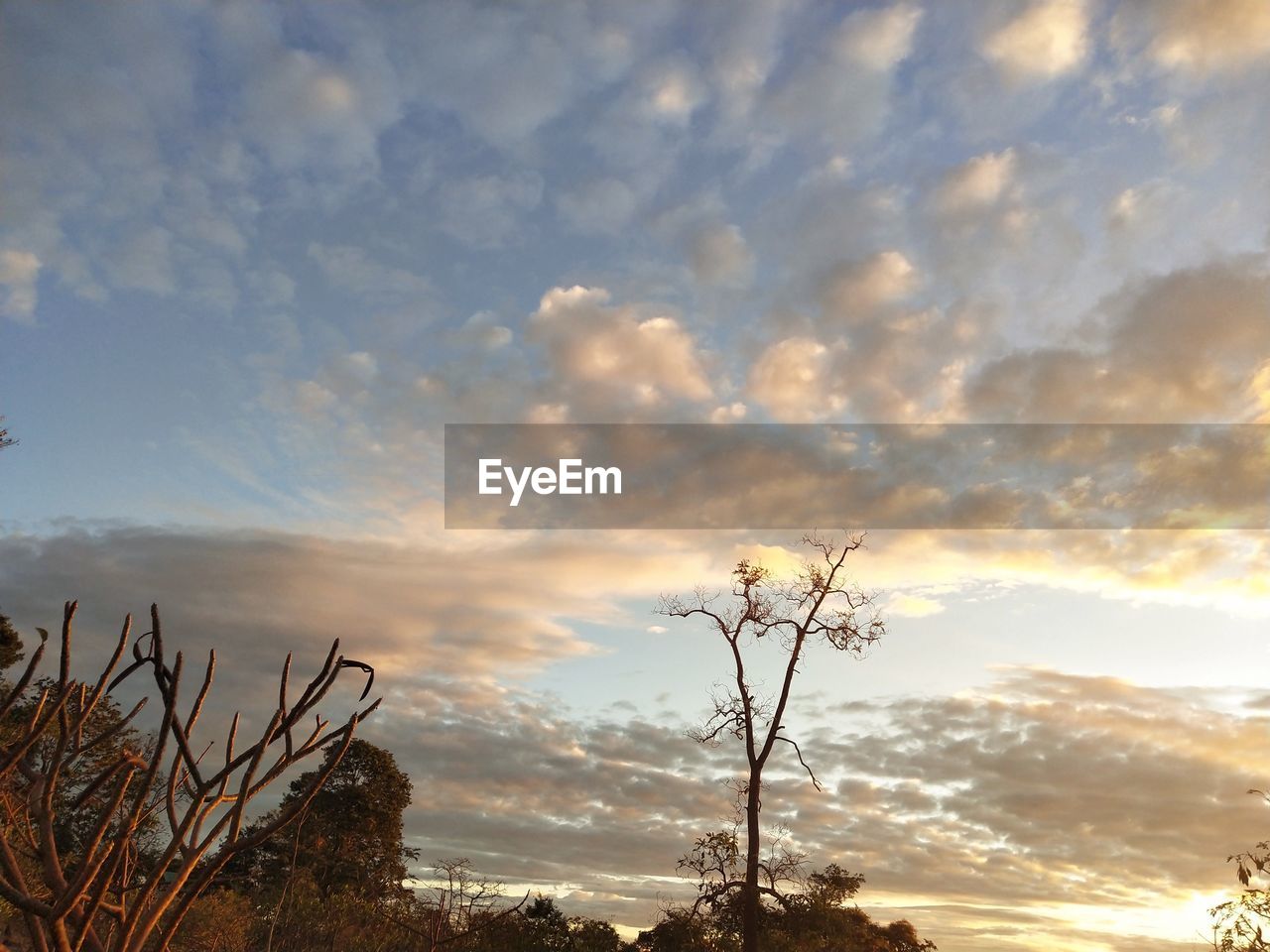 LOW ANGLE VIEW OF BARE TREES AGAINST SKY AT SUNSET