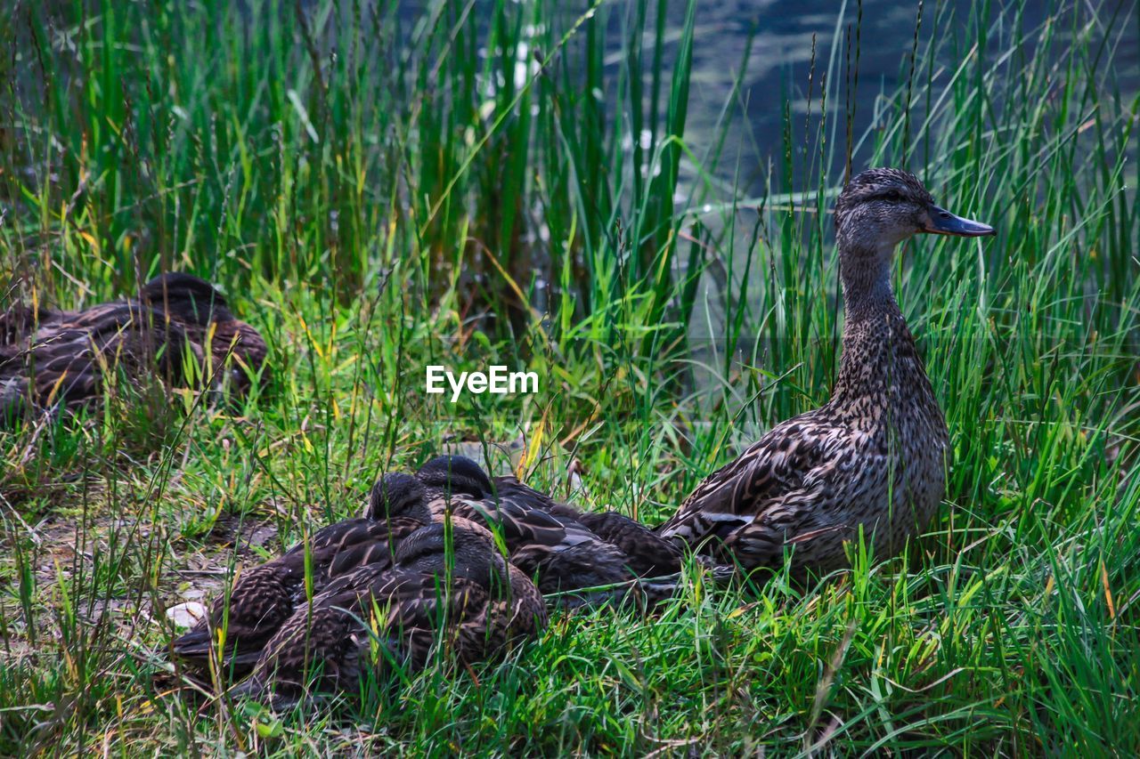 BIRD IN A GRASS