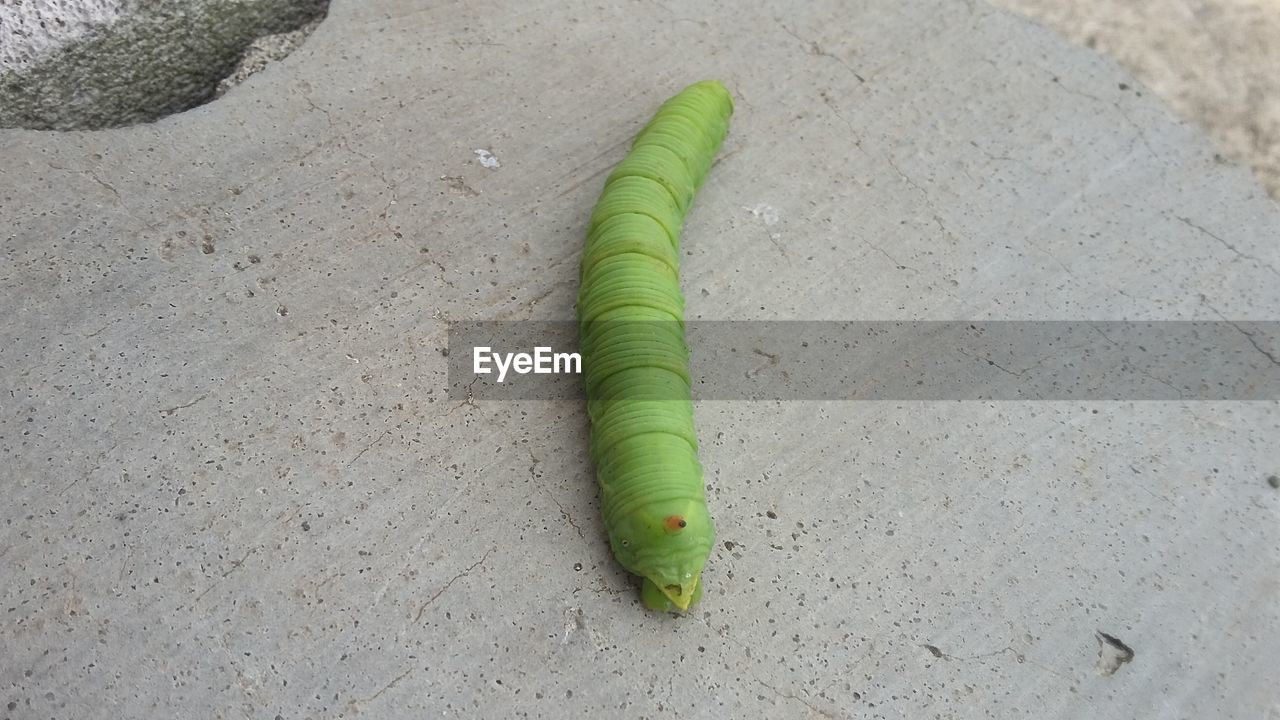 green, caterpillar, larva, insect, no people, animal, animal themes, moths and butterflies, high angle view, nature, one animal, close-up, day, animal wildlife, wildlife, wall - building feature, outdoors, macro photography, land, textured, sand, directly above