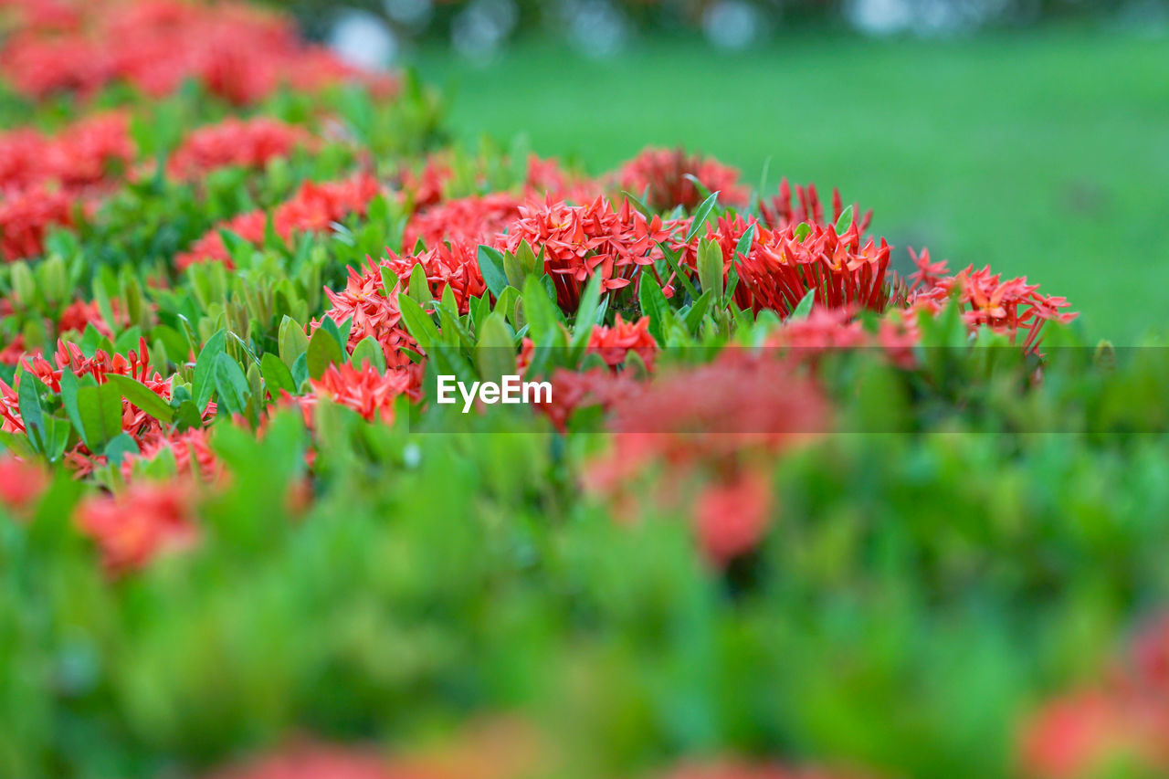 CLOSE-UP OF RED FLOWERING PLANTS IN FIELD