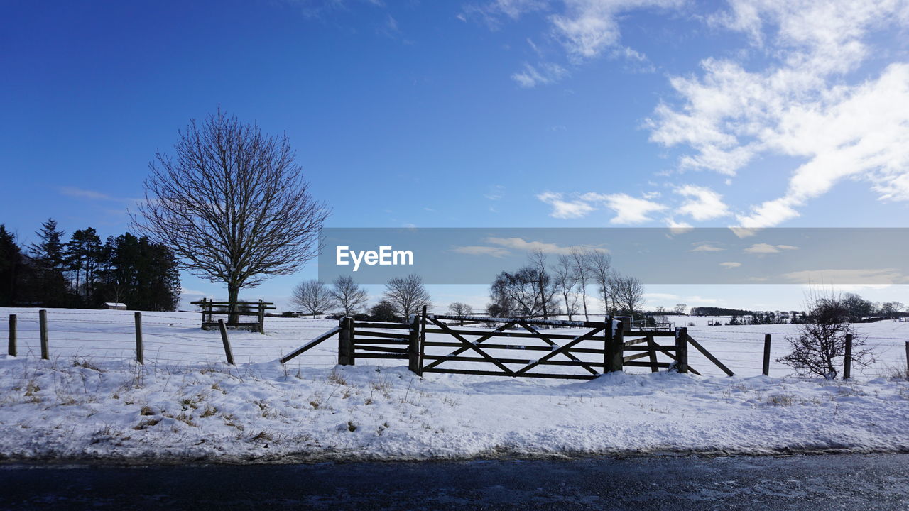 Trees on field against blue sky during winter