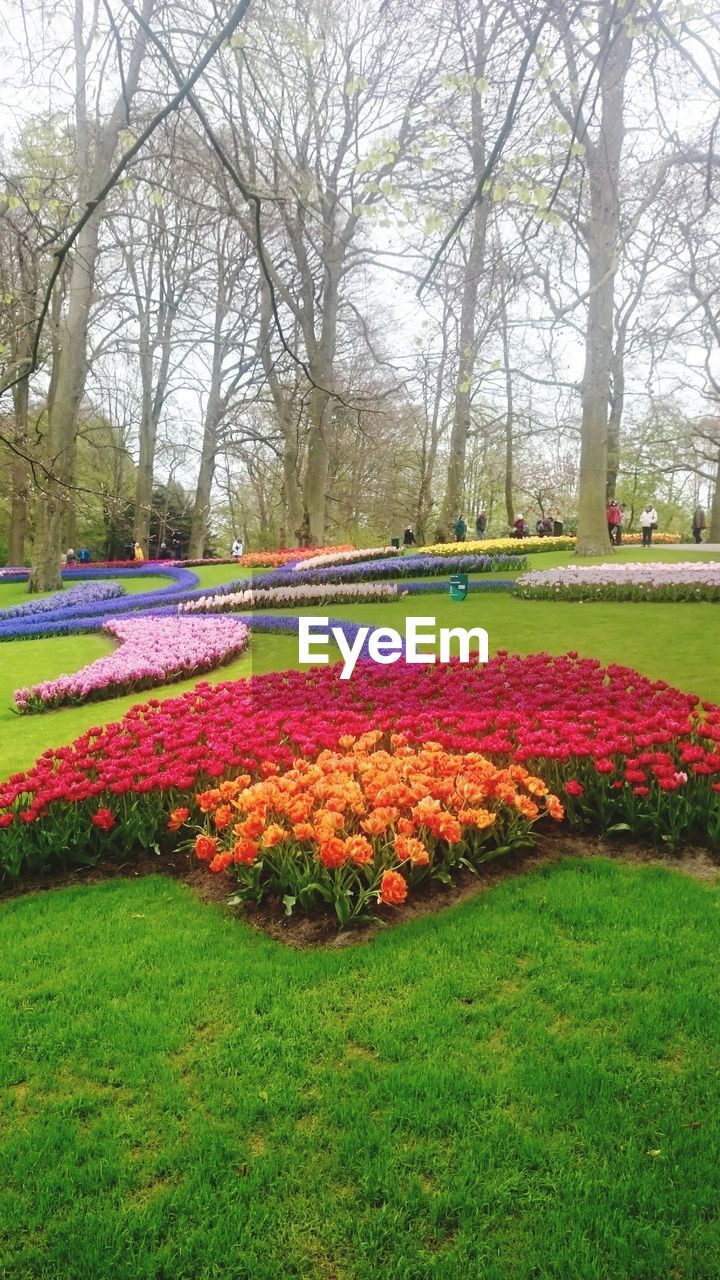 VIEW OF FLOWERS IN FIELD