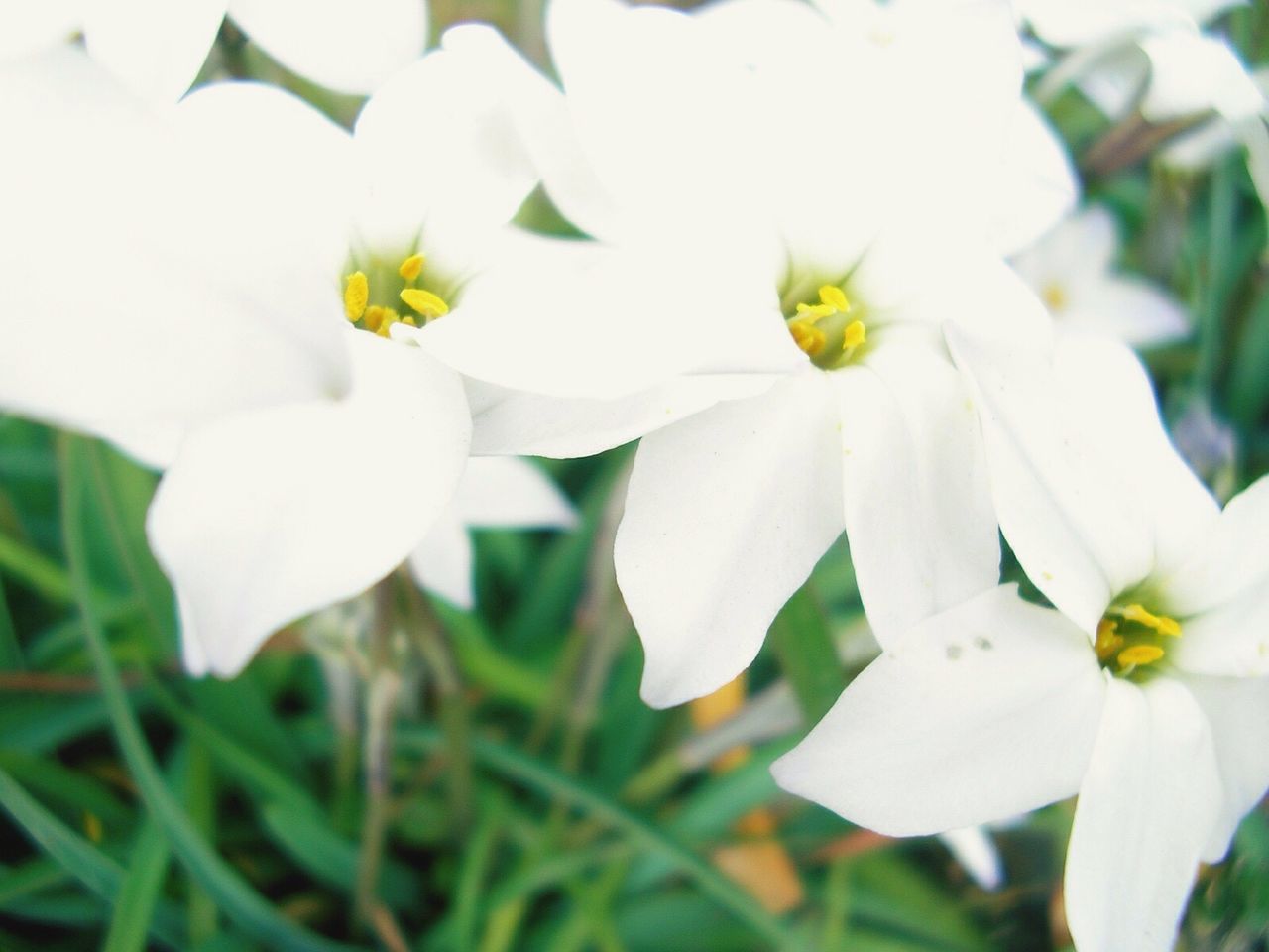 CLOSE-UP OF FRESH WHITE FLOWERS BLOOMING IN NATURE